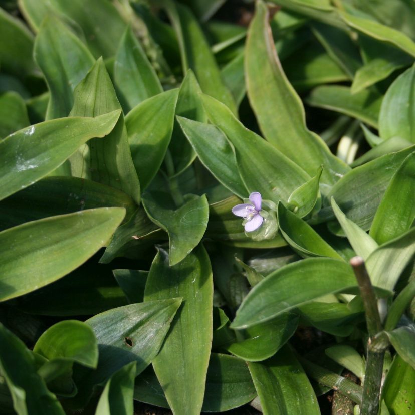 STM - Murdannia loriformis