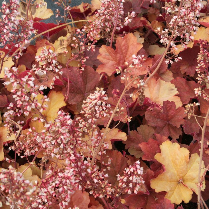 STM - Heuchera hybr. 'Pink Pearls'