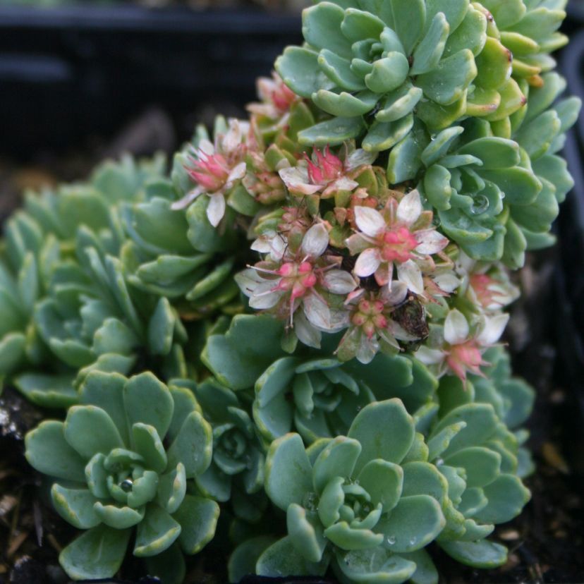 Sedum pachyclados