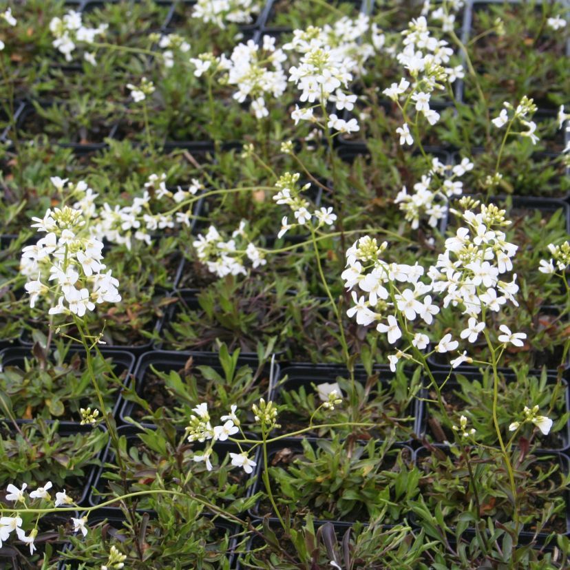 STM - Arabis suendermannii