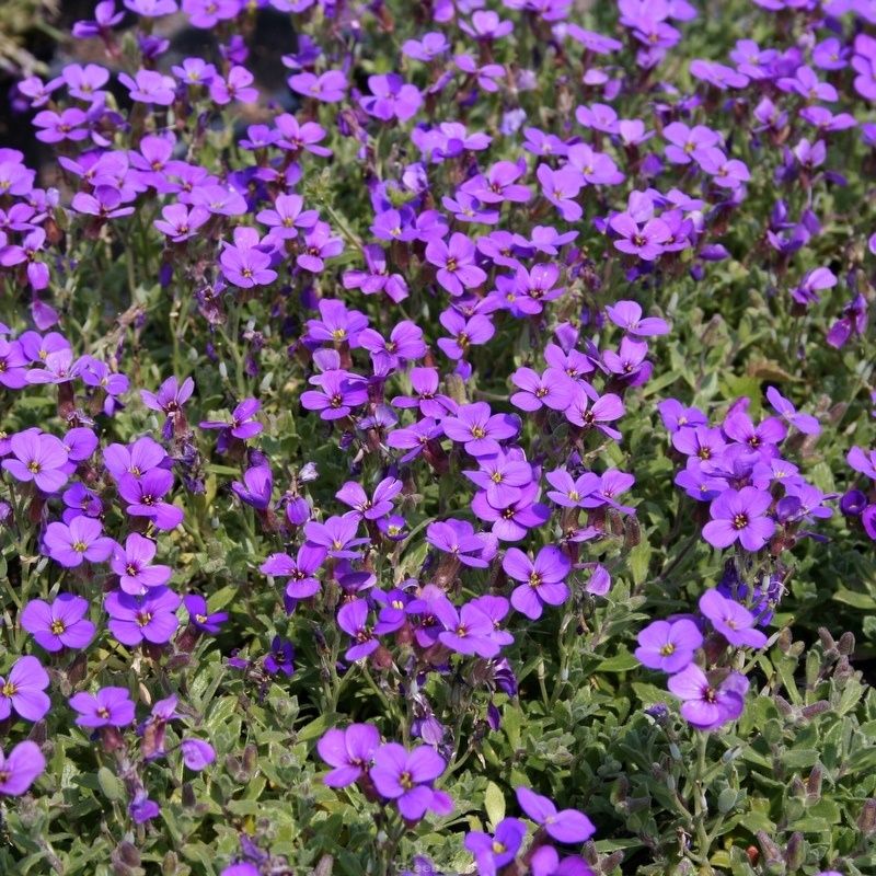 Aubrieta cult. 'Hamb.Stadtpark'