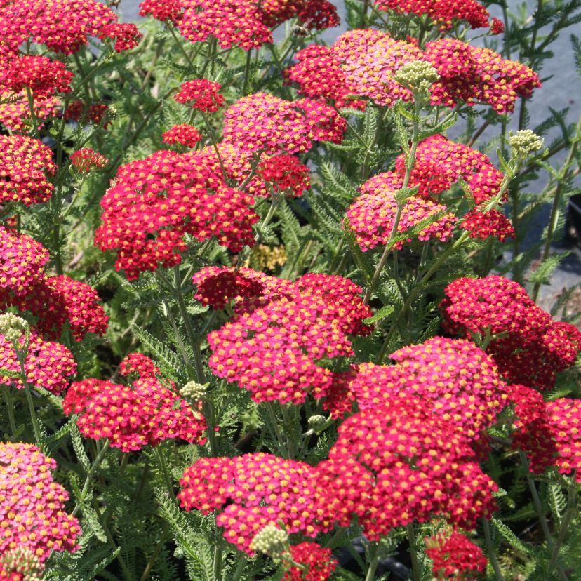 STM - Achillea millef. 'Paprika'