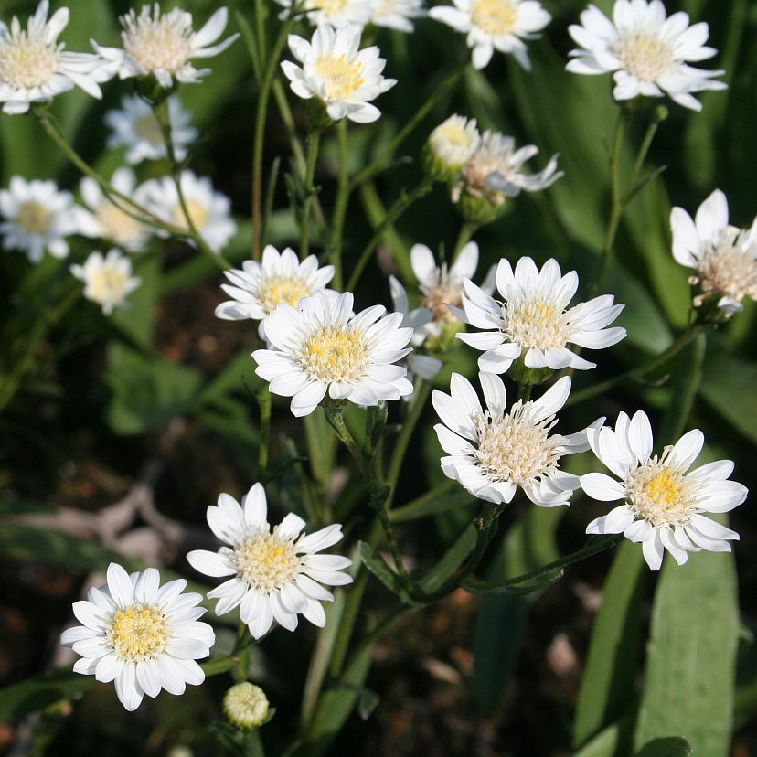 Aster ptarmicoides 'Major'