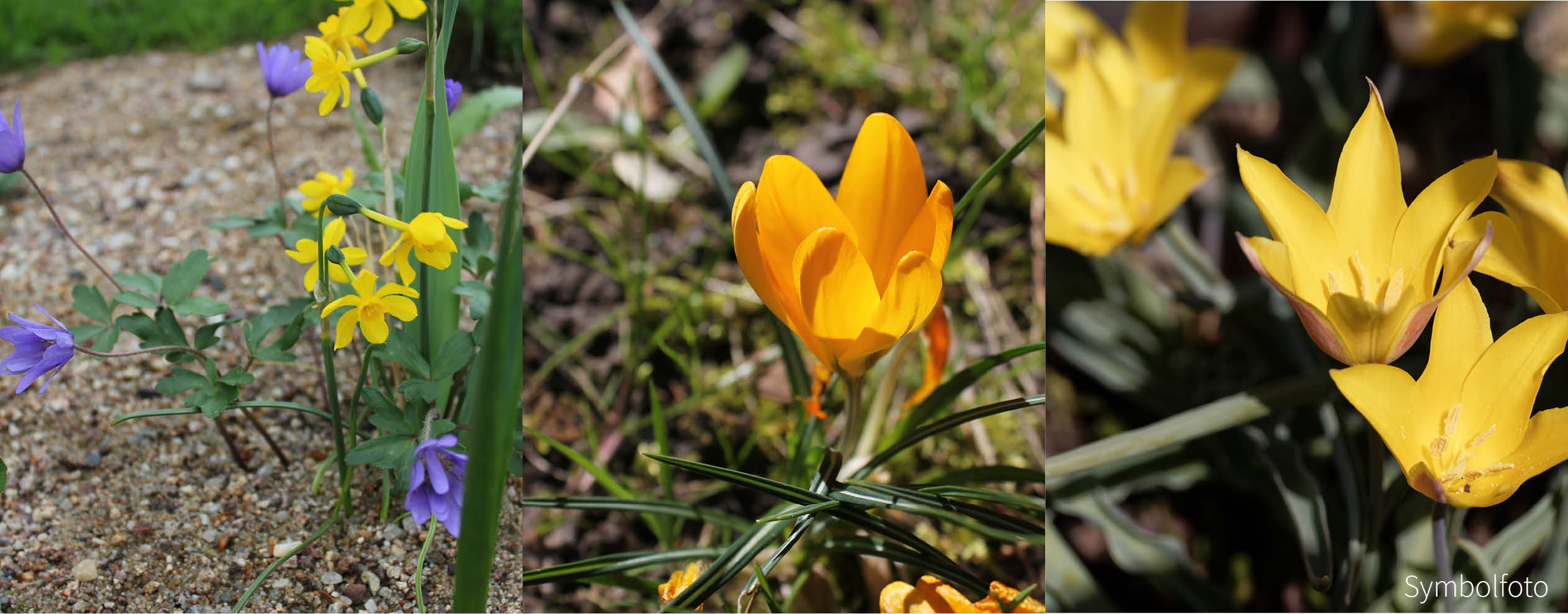 Blütensteppe blau-weiß-gelb - Zwiebel-und Knollenmischung Blütensteppe blau-weiß-gelb - Zwiebel-und Knollenmischung