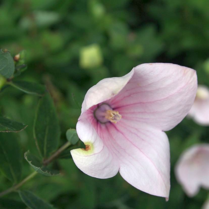 Platycodon grdfl. 'Fuji Pink'