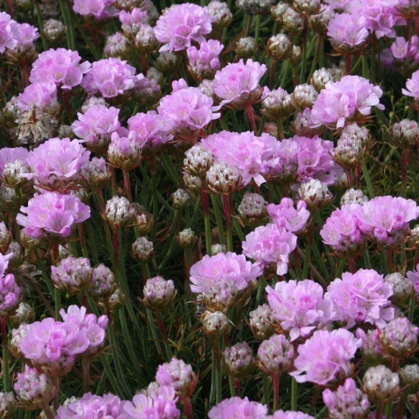 STM - Armeria juniperifolia 'Röschen'