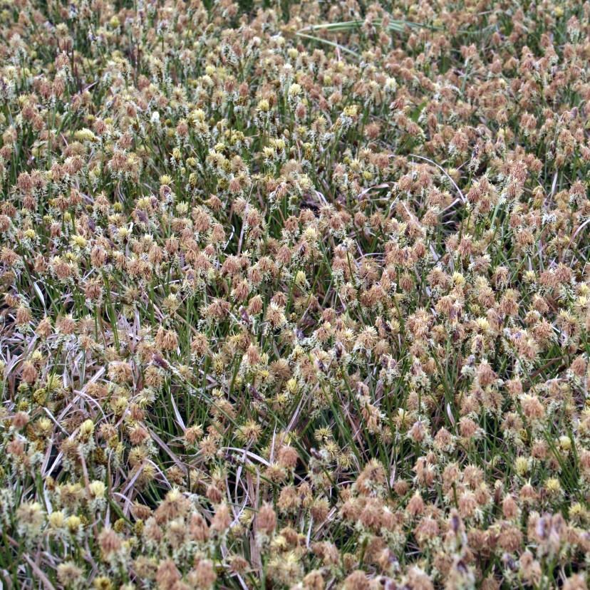 Carex umbrosa