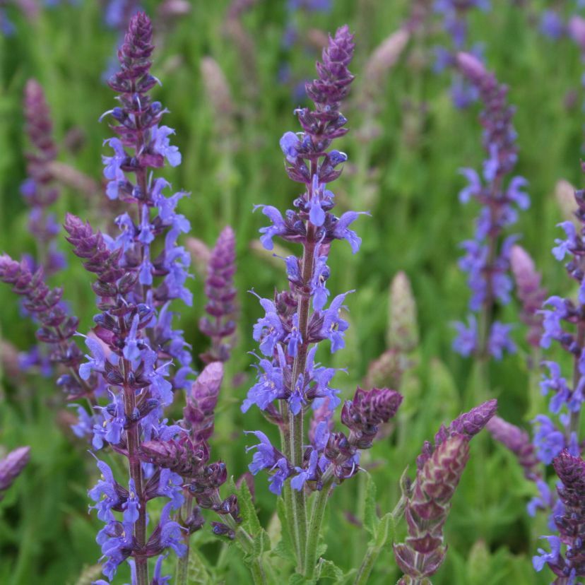 Salvia nemorosa 'Rügen'