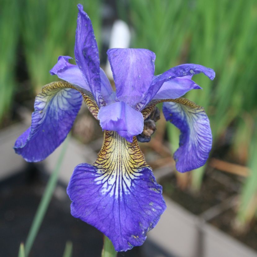 STM - Iris sibirica 'Caesar Brother'