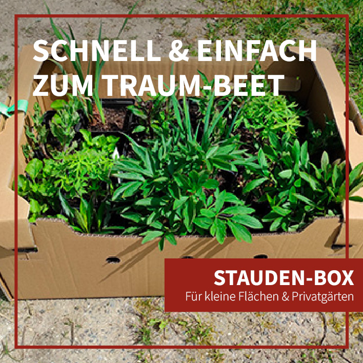 Schnell & einfach zum Traum-Beet. Stauden-Box: Für kleine Flächen & Privatgärten