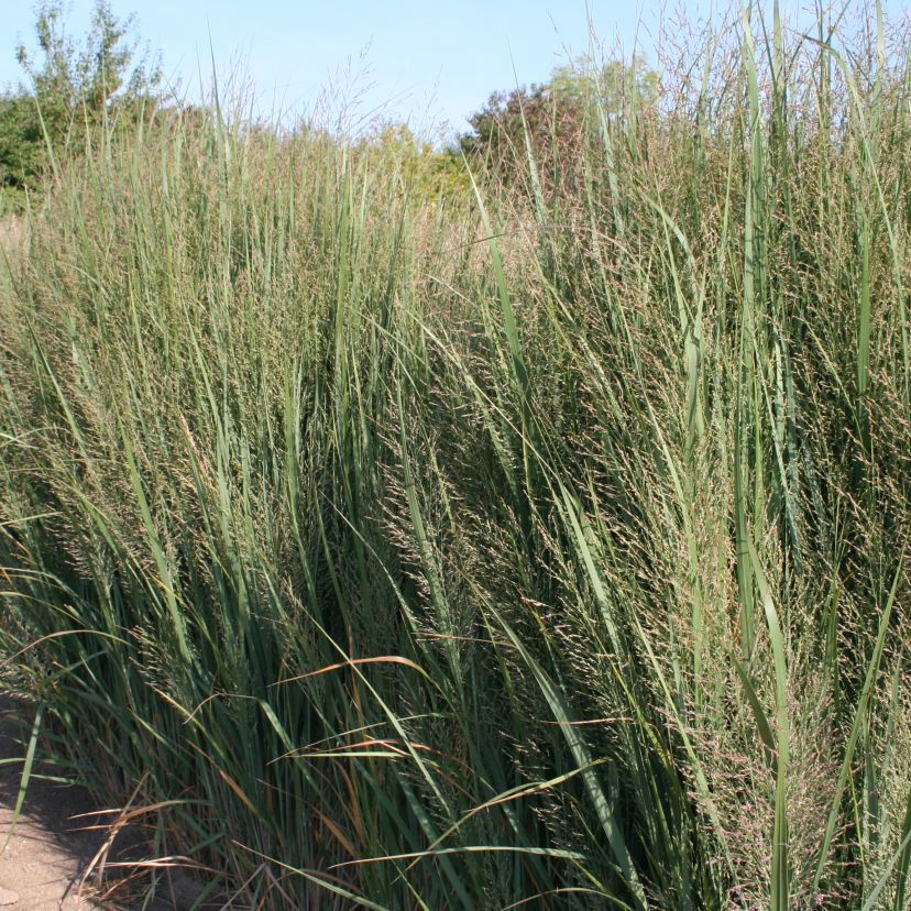 Panicum virg. 'Northwind'