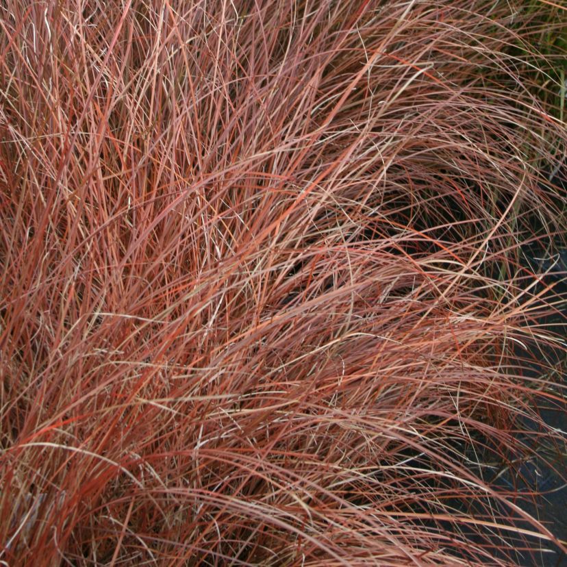 STM - Carex rotblättrig