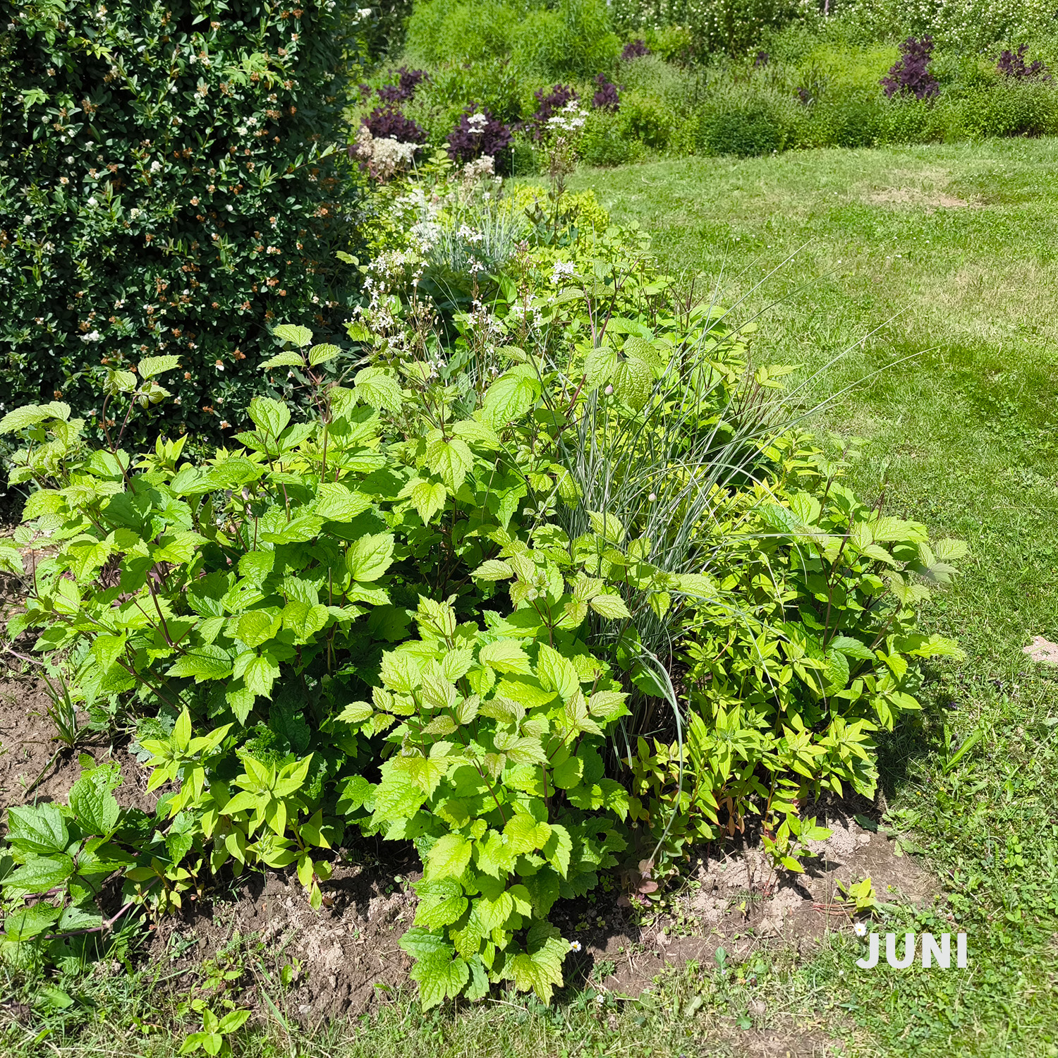 Weiß-dunkelrotes Blatt - Wädenswiler Staudenhecke