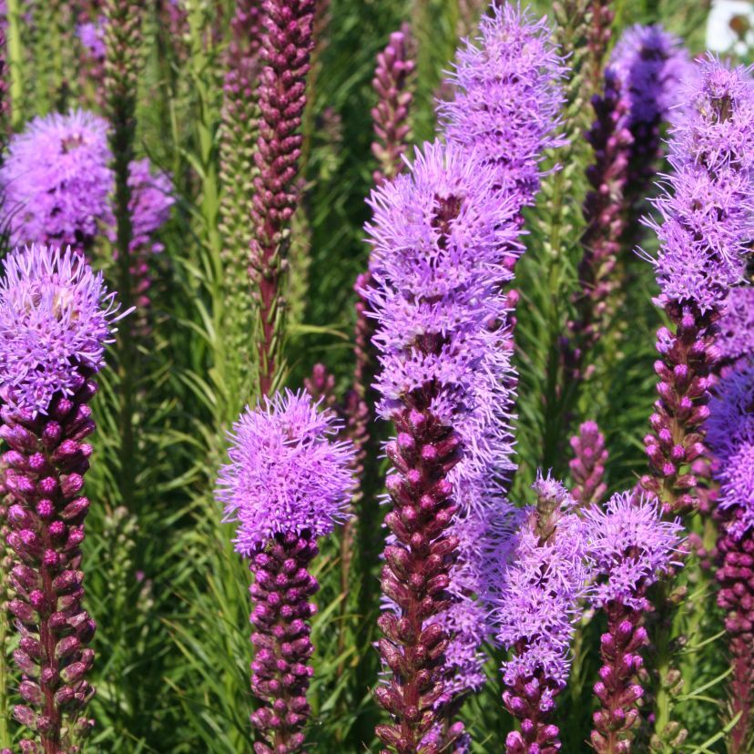 STM - Liatris spicata