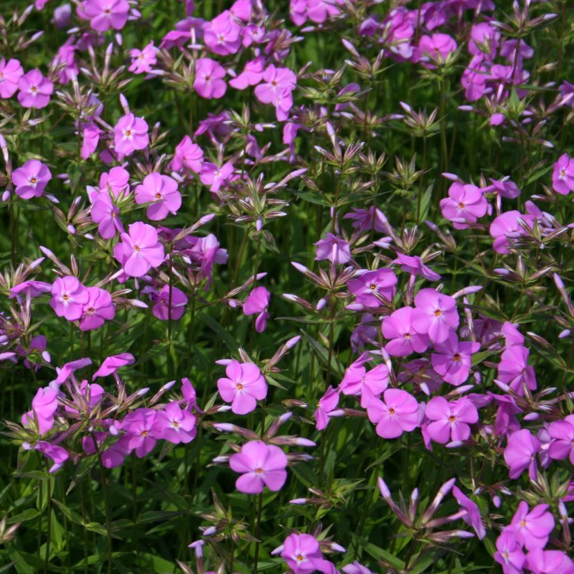 STM - Phlox glaberrima ssp.triflora 'Bill Baker'
