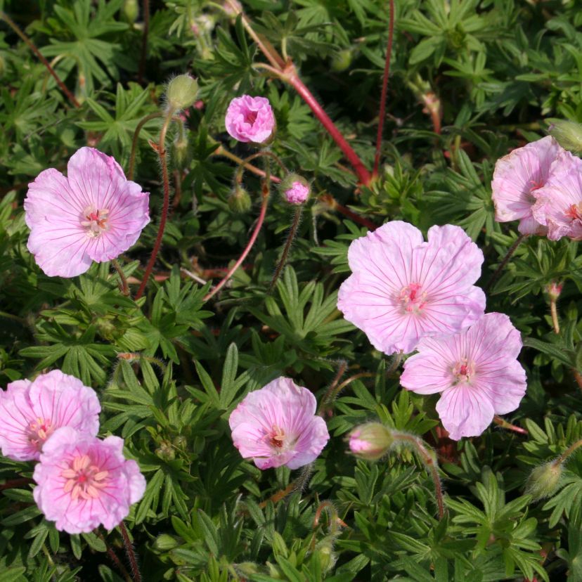 Geranium sang. 'Striatum'