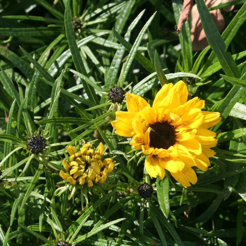 STM - Helianthus salicif. 'Table Mountain'  -R-