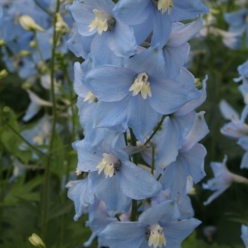 Delphinium x cultorum 'Gletscherwasser'