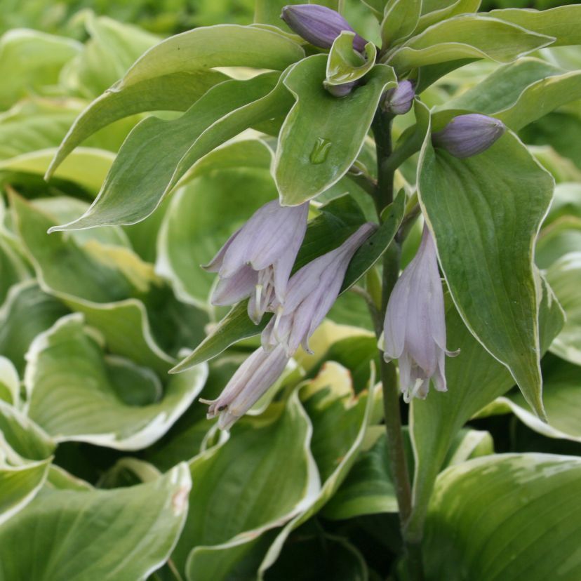 STM - Hosta hybr. 'Memories of Dorothy'