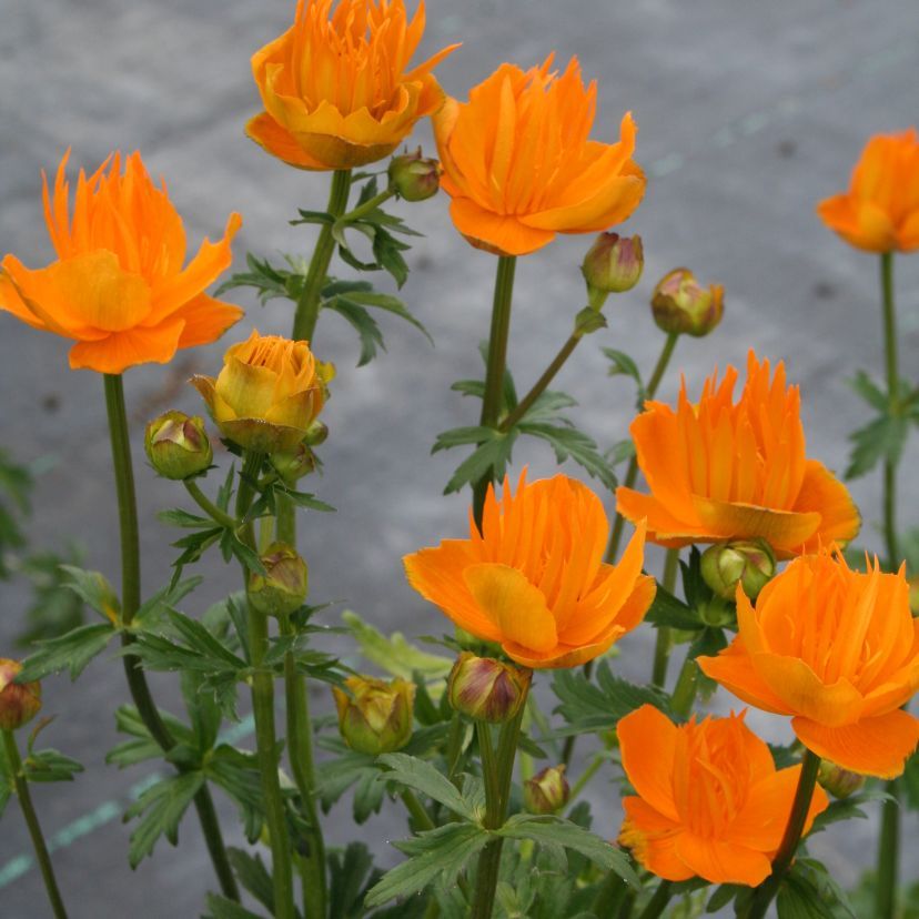 STM - Trollius chinensis 'Golden Queen'