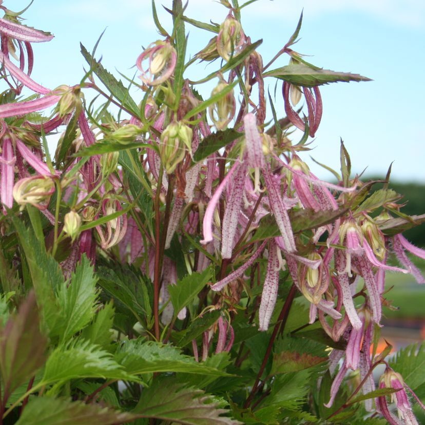 STM - Campanula punct. 'Pink Octopus'-R