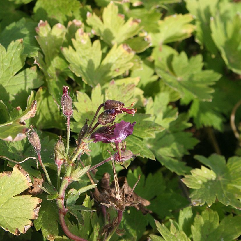 Geranium phaeum