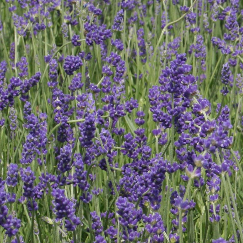 Lavandula angustif. 'Hidcote Blue'