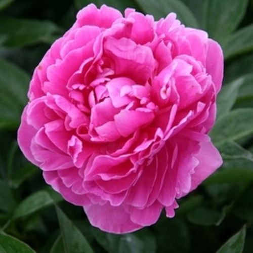 Paeonia lact. 'Margret Truman'