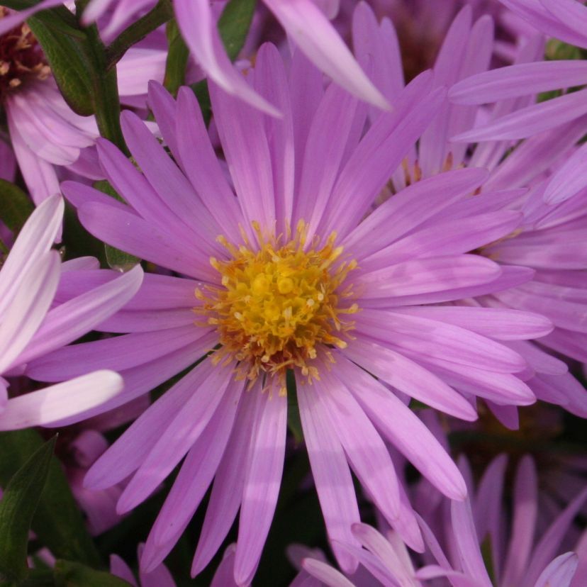 STM - Aster dumosus 'Lilarosa'