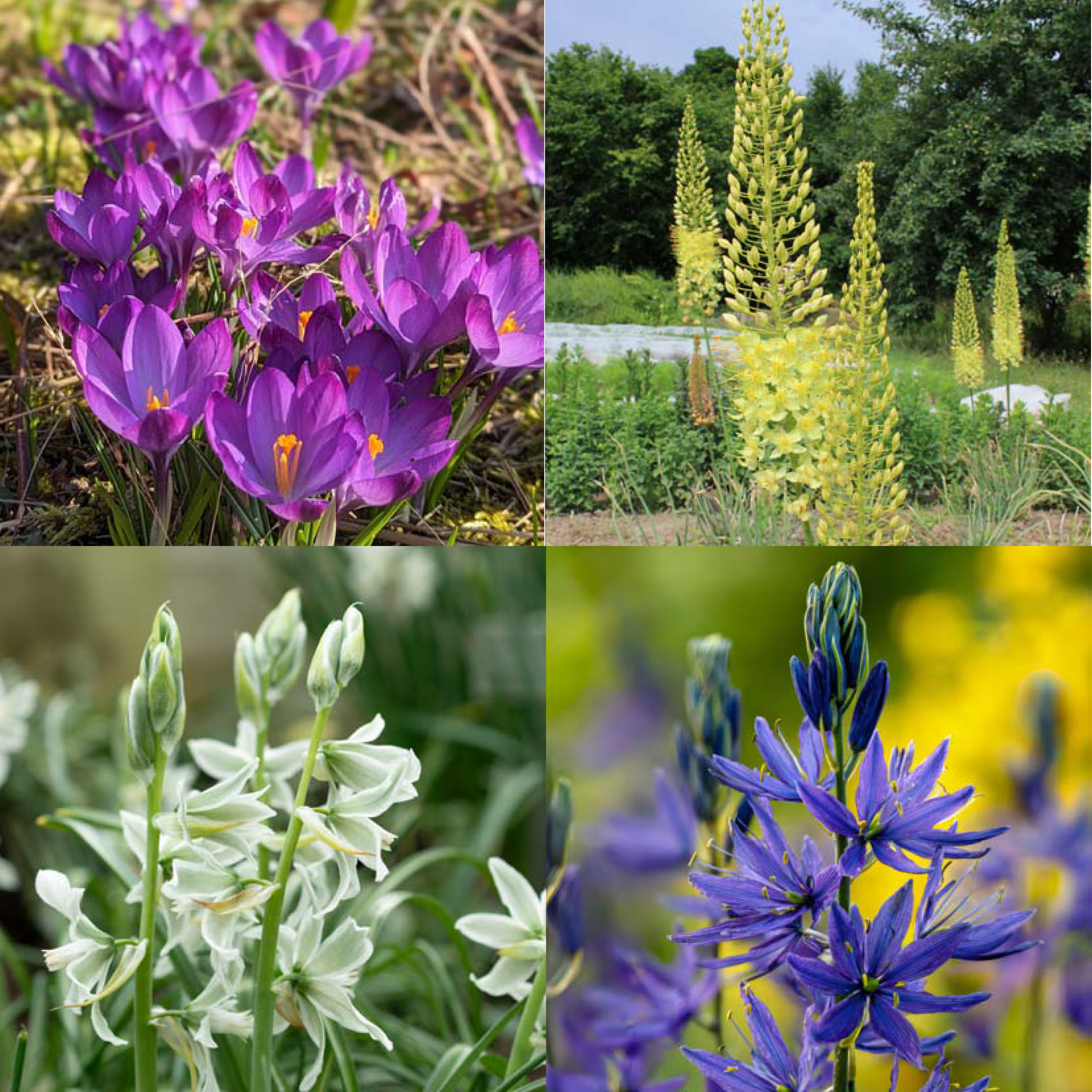 Schotterreigen - Zwiebel-und Knollenmischungen