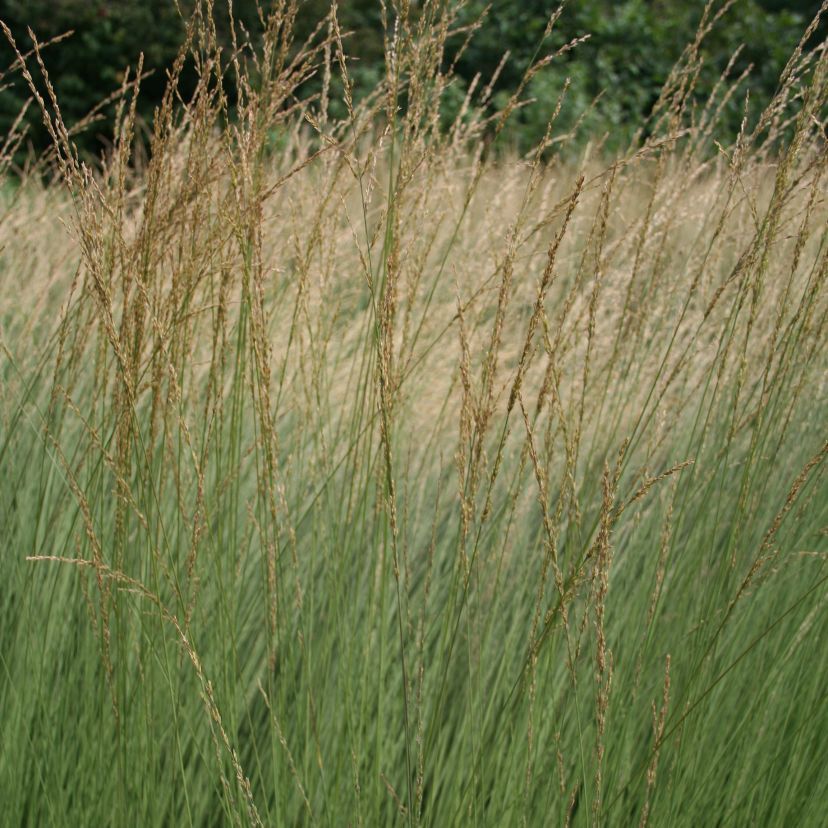 STM - Molinia caerulea 'Heidebraut'