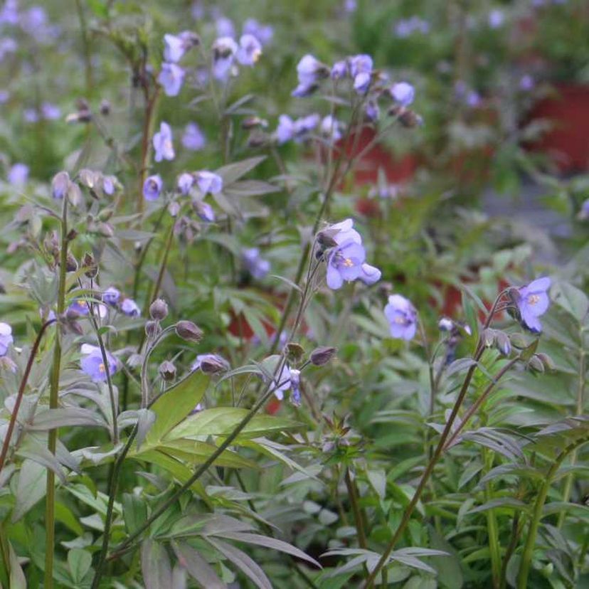 STM - Polemonium caeruleum 'Heaven Scent'