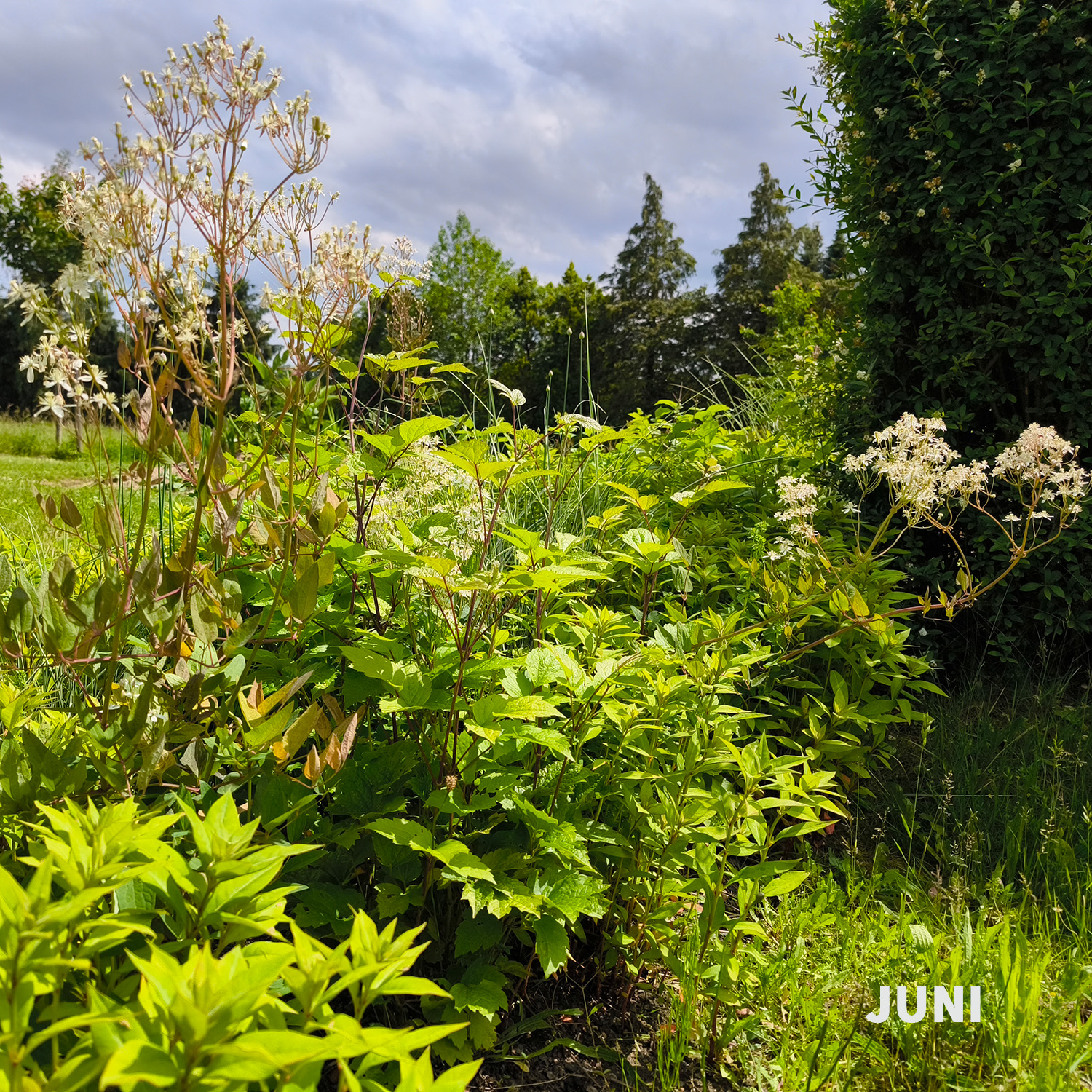Weiß-dunkelrotes Blatt - Wädenswiler Staudenhecke