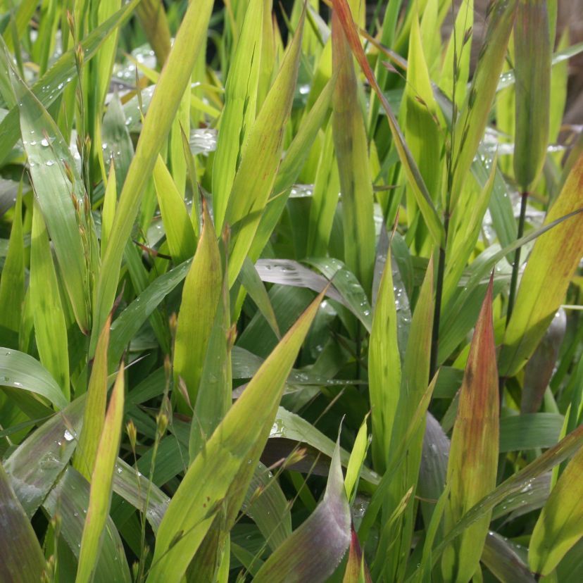 STM - Chasmanthium latifolium
