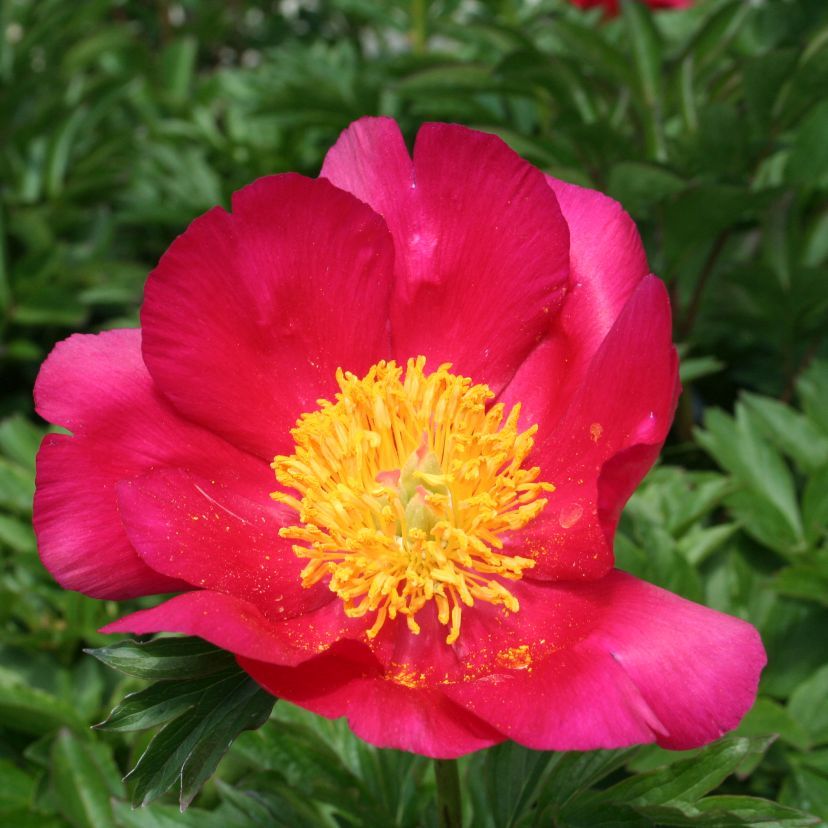 STM - Paeonia peregrina 'Otto Froebel'