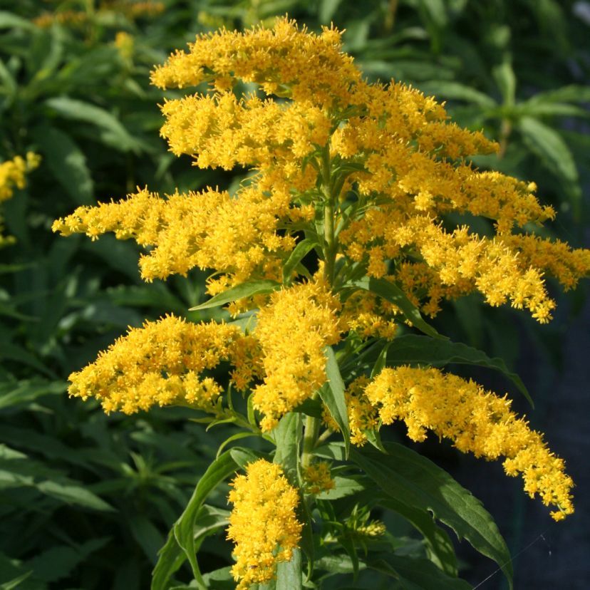 STM - Solidago x hybr. 'Strahlenkrone'