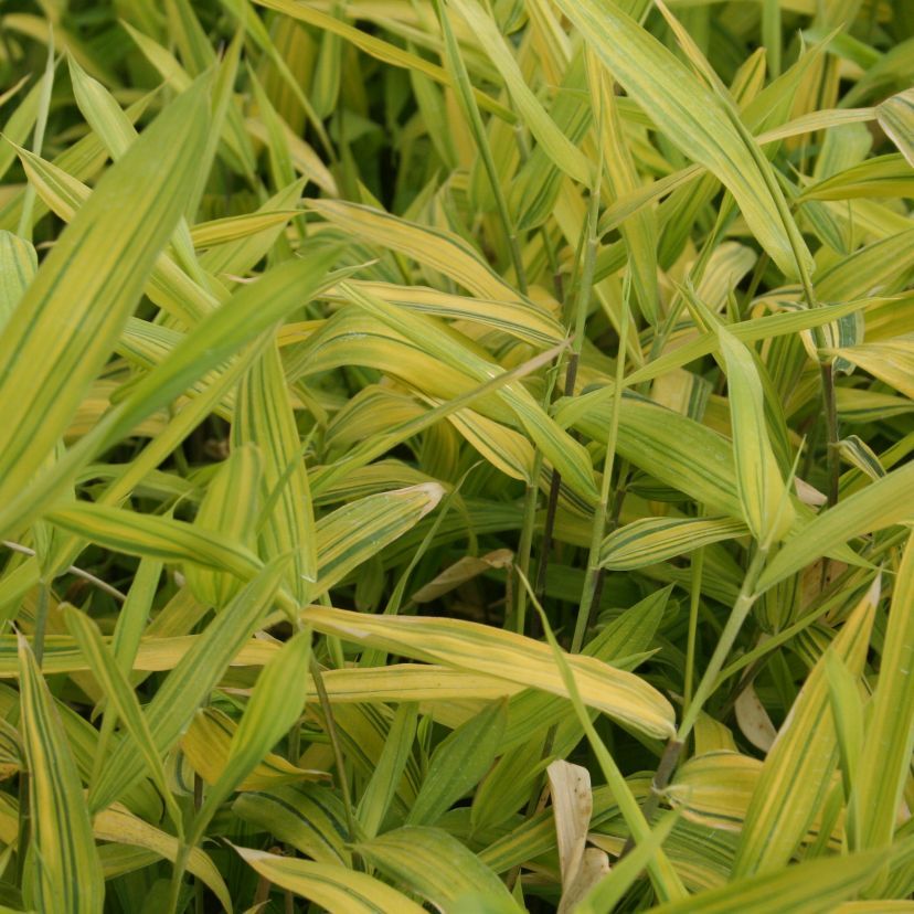 STM - Pleioblastus viridistriatus 'Auricoma'