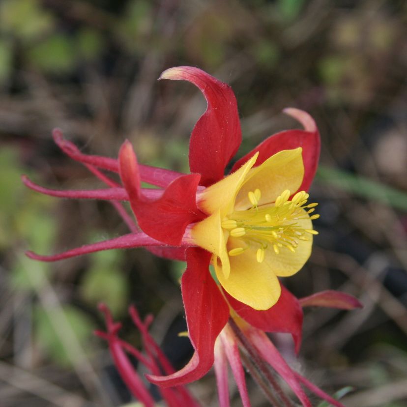STM - Aquilegia caer. 'Koralle'