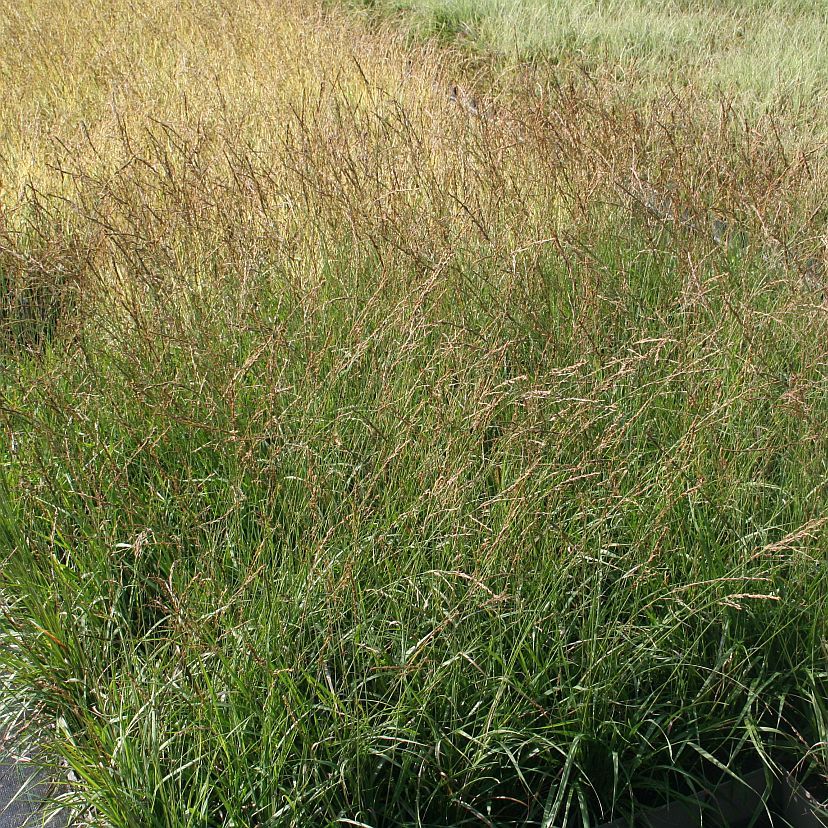 STM - Molinia caerulea 'Poul Petersen'