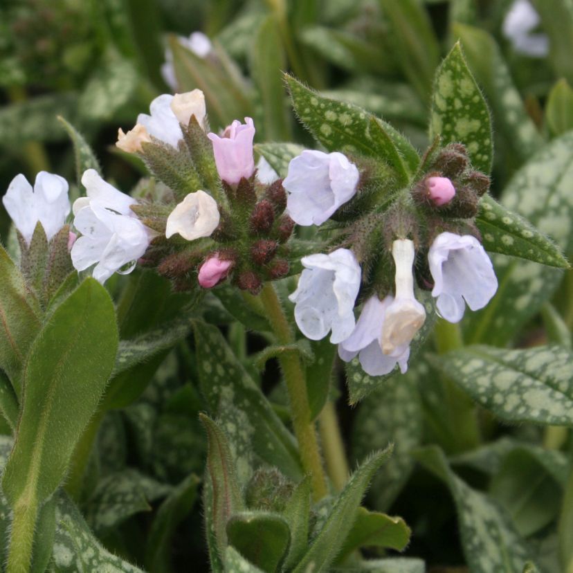 Pulmonaria sacch. 'Opal'