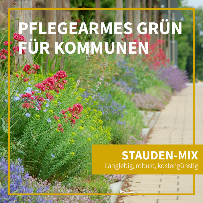 Pflegearmes Grün für Kommunen. Stauden-Mix: Langlebig, robust, kostengünstig