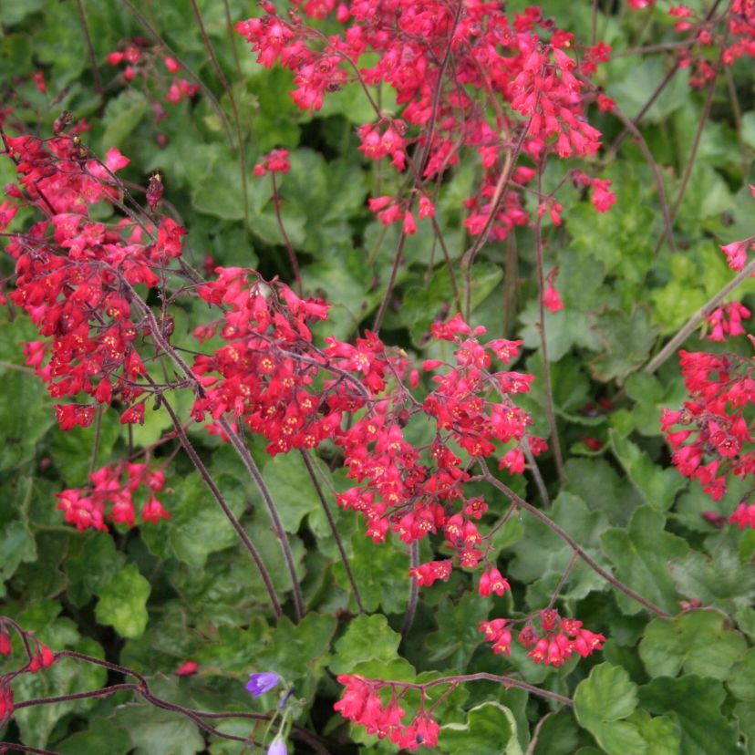 Heuchera sang. 'Leuchtkäfer'