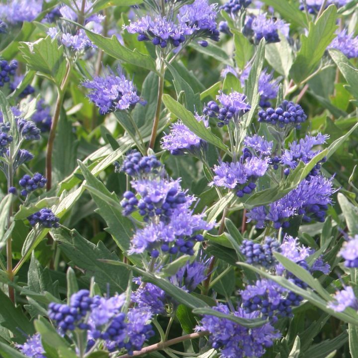 STM - Caryopteris clandonensis 'Dark Knight'