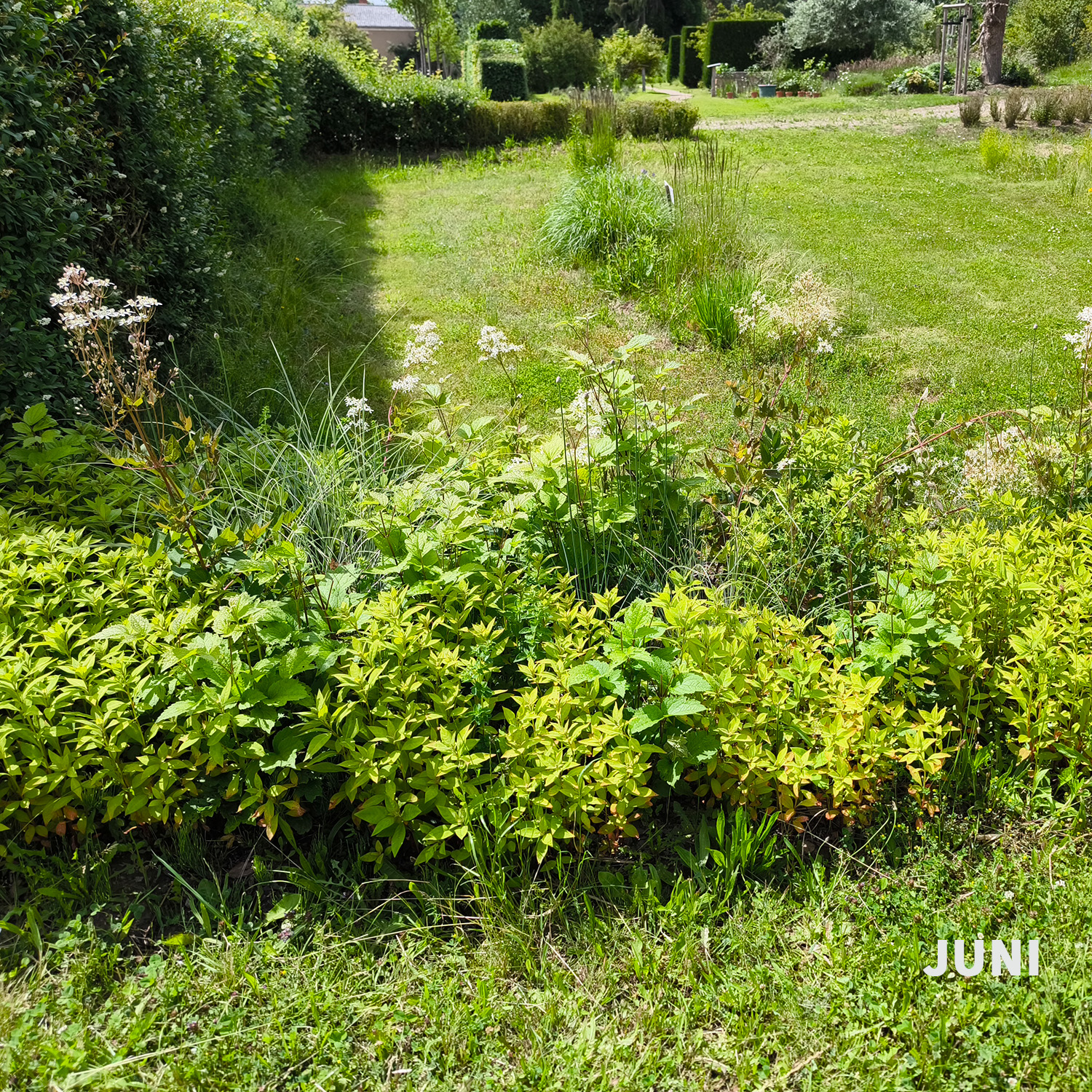 Weiß-dunkelrotes Blatt - Wädenswiler Staudenhecke