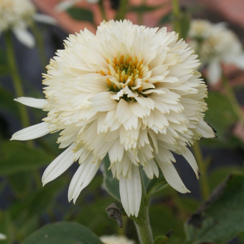 STM - Echinacea purp. 'Mozarella'