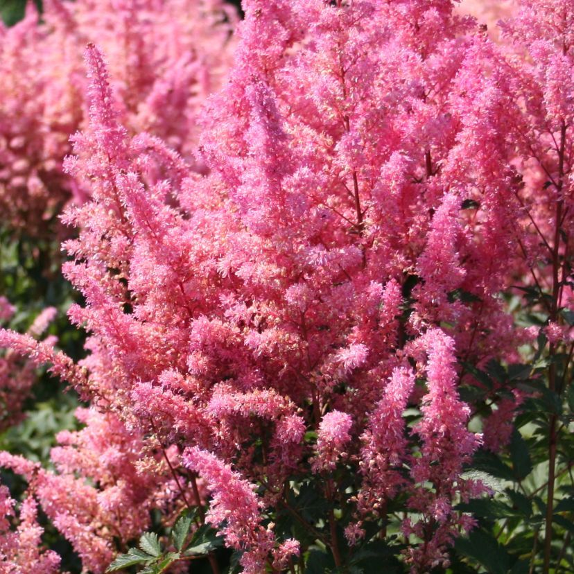STM - Astilbe arend. 'Younique Silvery Pink'