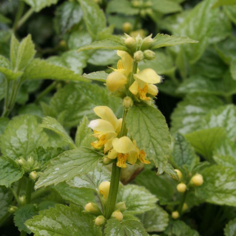 Lamiastrum galeobdolon 'Florentinum'