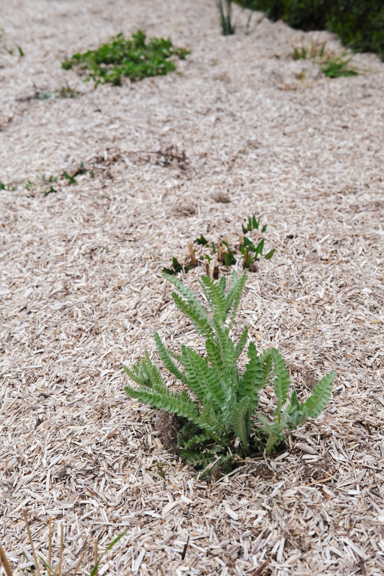 STAUDENMULCH 215  Liter | 4-5m² 