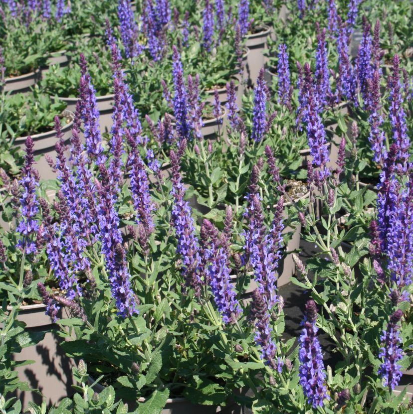 STM - Salvia nemorosa 'Blue Field'