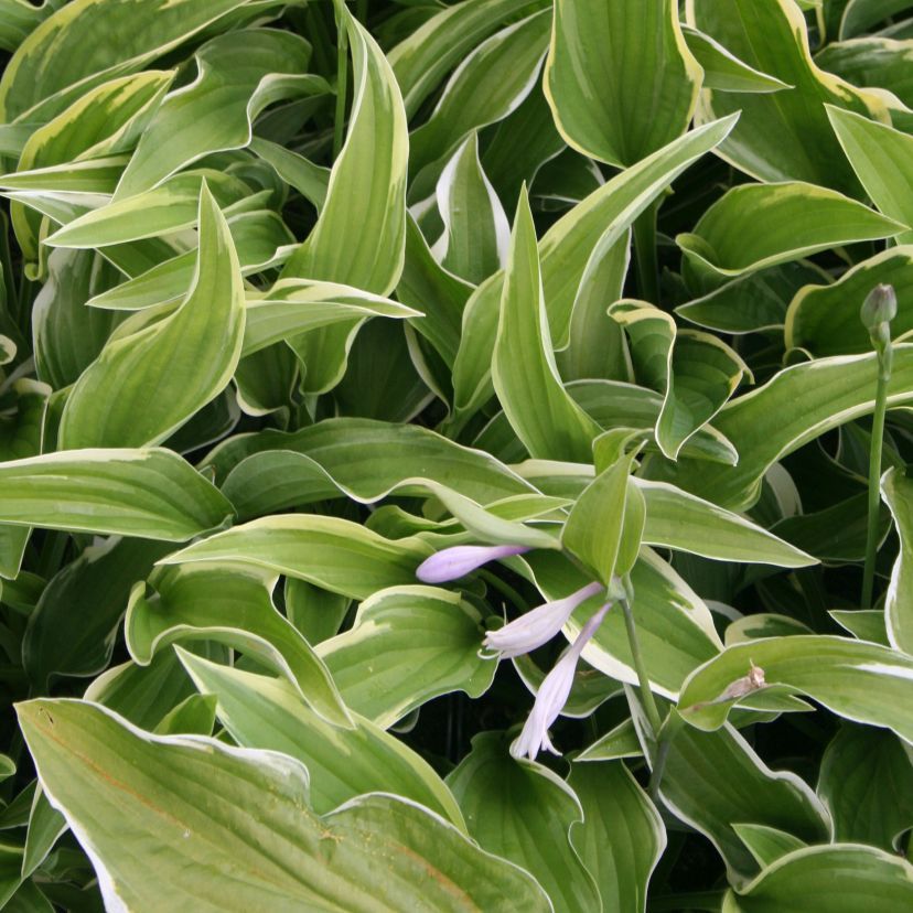 Hosta fortunei 'Aureomarginata'